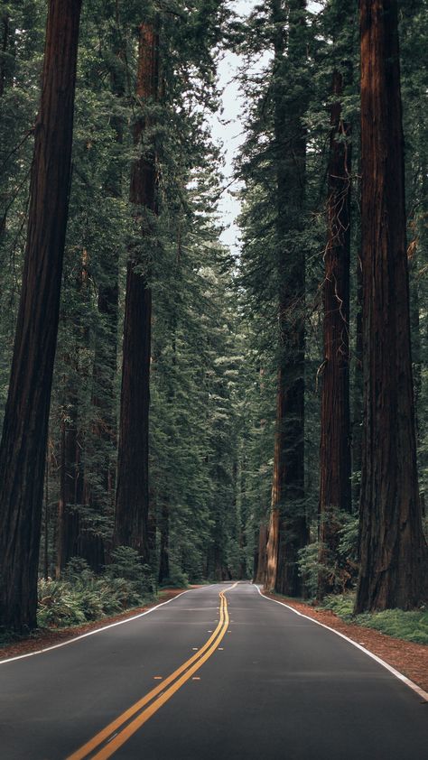 Empty Road, Road Photography, Forest Road, California Travel Road Trips, Tall Trees, Forest Photography, Cool Pictures Of Nature, Landscape Wallpaper, Nature Aesthetic