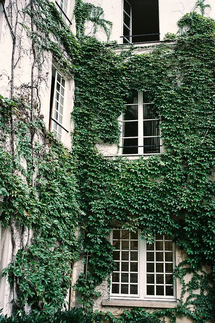 House Mansion, Ivy Wall, Birds Chirping, Green Walls, House Beautiful, On The Run, The Run, Facades, My Dream Home