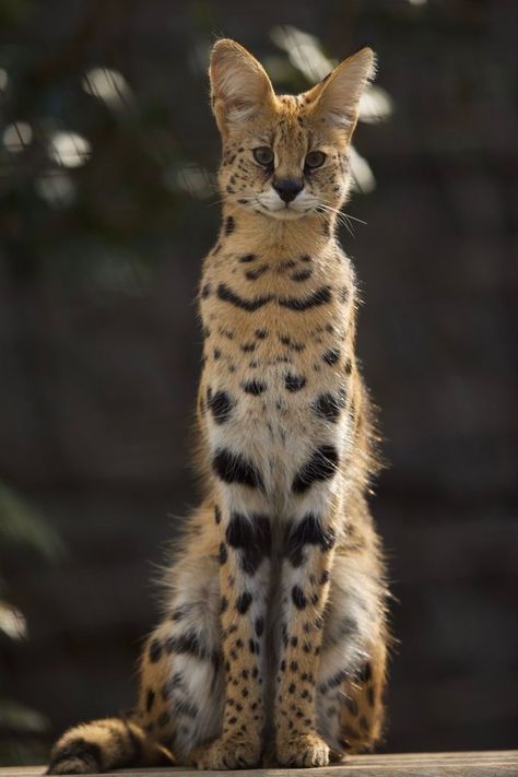 Serval Cat, Serval Cats, Petit Tattoo, Wild Animals Pictures, Exotic Cats, Savannah Cat, Silly Cats Pictures, Cat Pose, Pretty Animals