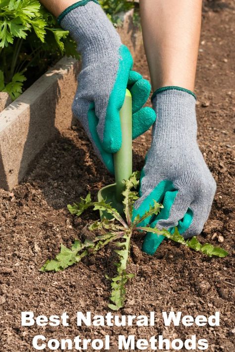 Best Natural Weed Control Methods and a New Way to Look at Weeds! Gardening Gloves, Organic Gardening Tips, Garden Preparation, Plants Vegetables, Cake Decorating With Fondant, Flower Gardening, Small Backyard Design, Garden Signs, Grow Your Own Food