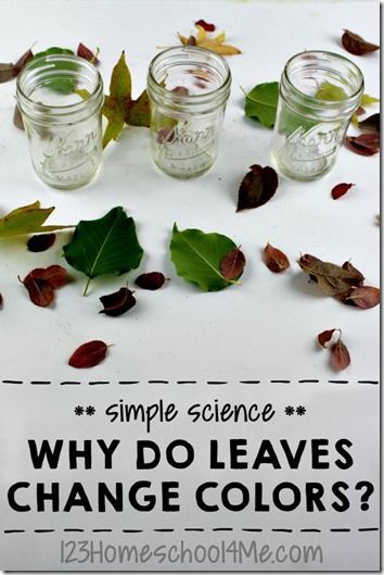 Why Do Leaves Change Color, Color Science, Autumn Things, Fall Science, Science Experiment For Kids, Experiment For Kids, Cool Experiments, Simple Science, 1st Grade Science