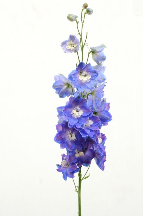 Delphium Flower, Delphinium Flower Aesthetic, Delphinium Flower Tattoo, Flower With Blue Background, Delphinium Purple, Delphinium Garden, Delphinium Tattoo, Purple Delphinium, Blue Flower Pictures