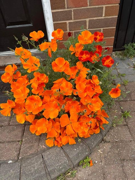 California poppy California Poppies Aesthetic, Poppies Aesthetic, California Poppies, Orange Poppy, Orange Aesthetic, California Poppy, Poppies, California, Orange