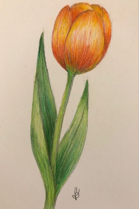 Drawing Ideas Tulip, Tulip Drawing Colored Pencil, Tulips Pencil Drawing, Simple Flower Drawing Colour, Drawing Ideas Flowers Color, Cute Easy Drawings With Color, Tulips Color Pencil, Orange Tulips Drawing, Colour Pencil Drawing Aesthetic