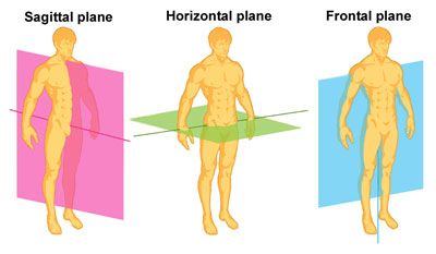 Planes of movement Structure Of Bone, Radius And Ulna, Axial Skeleton, Massage School, Medical Things, Sagittal Plane, Types Of Bones, Pelvic Girdle, Body Motion