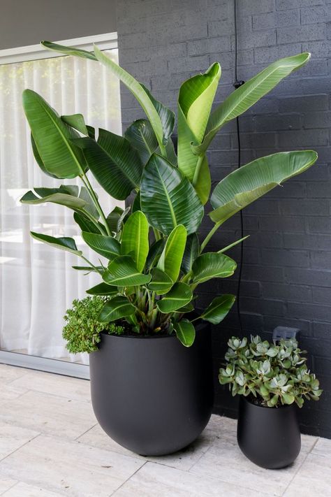 Outdoor Pot Plants Australia, Outdoor Large Potted Plant Ideas, Big Pot Plants Outdoor Ideas, Tropical Garden In Pots, Strelitzia Nicolai Outdoor, Large Indoor Potted Plants, Large Outdoor Potted Plants, Tropical Plant Indoor, Tropical Plants Outdoor In Pots