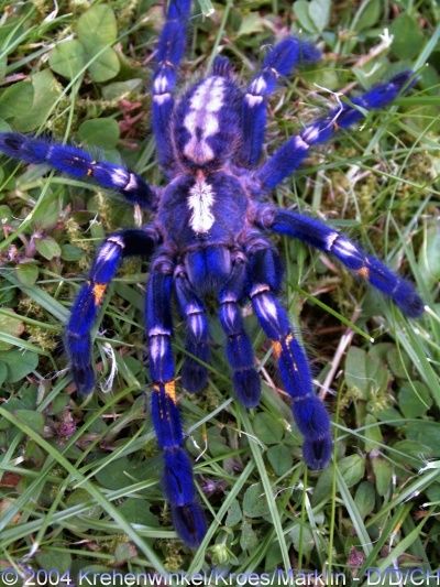 Gooty Sapphire Ornamental Tree Spider - Imgur Poecilotheria Metallica, Cool Insects, Beautiful Bugs, Unusual Animals, Arthropods, Ornamental Trees, Rare Animals, Endangered Animals, Arachnids