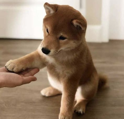 Cutest Puppies Ever, Shiba Puppy, Cutest Puppies, Shiba Inu Puppy, Japanese Dogs, Shiba Inu Dog, Little Cat, Chiba, Funny Animal Memes