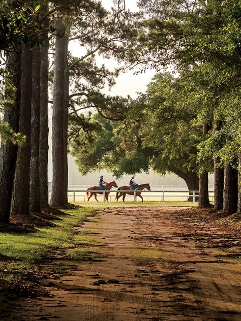 South Carolina Trees, South Carolina Small Towns, South Carolina Hikes, Low Country South Carolina, Johns Island South Carolina, Southern Living Aesthetic, Southern States Aesthetic, Deep South Aesthetic, Lowcountry Aesthetic