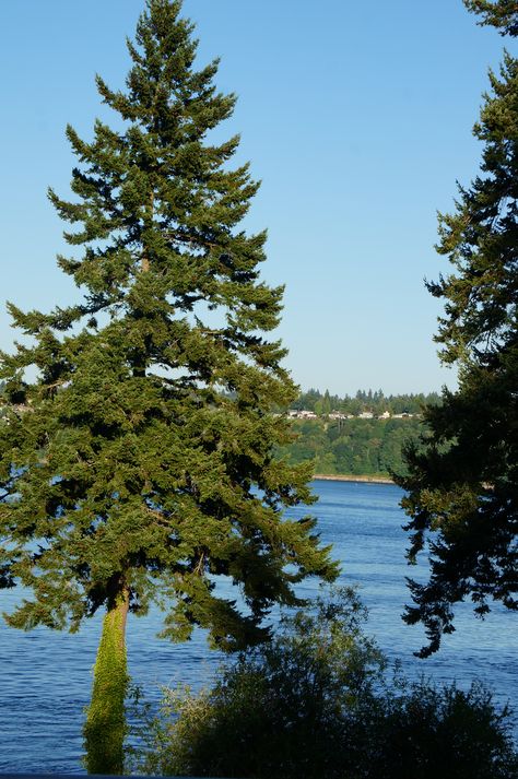 Wonderful Douglas Fir Trees grow to be 100-150 ft tall. Fox Island, Gig Harbor Washington. 2013 Douglas Fur, Gig Harbor Washington, Douglas Fir Tree, Fur Tree, Fir Trees, Gig Harbor, Evergreen Trees, Fir Tree, Northern Europe