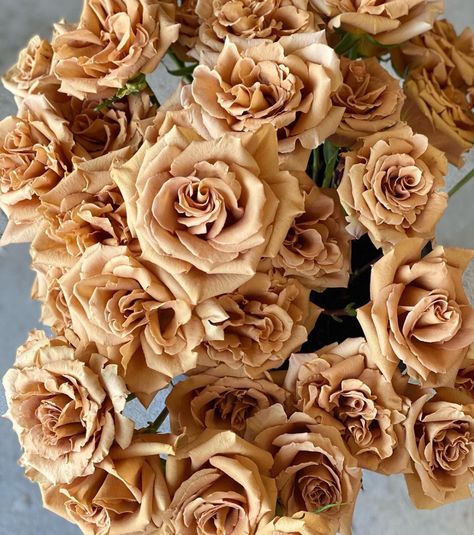 Is the Toffee Rose the Most Popular Brown Rose? - Article on Thursd Brown Wedding Florals, Toffee Rose Bouquet, Butterscotch Rose, Toffee Wedding, Brown And White Flowers, Neutral Roses, Tan Roses, Toffee Rose, Toffee Roses