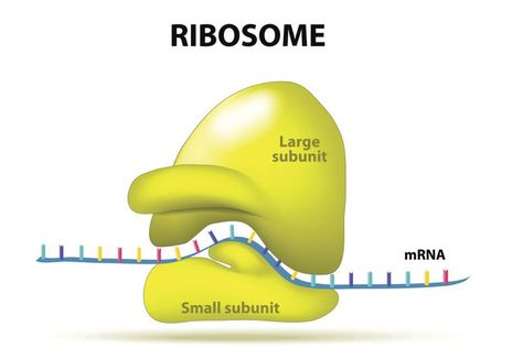 Chromosome Structure, Anaerobic Respiration, Cell Organelles, Biology Projects, Short Notes, Teaching Biology, Cell Biology, Plant Cell, Medical Anatomy