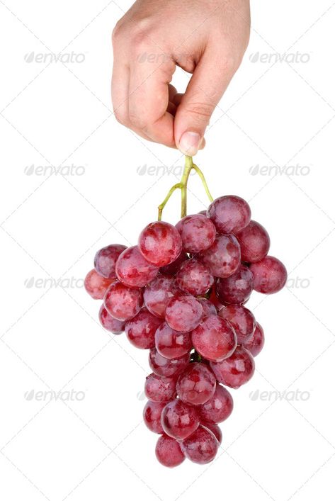 Hand holding bunch of pink grapes by digitalr. Hand holding bunch of pink grapes isolated on the white background #AD #bunch, #pink, #Hand, #holding Hand Holding Grapes, Hand Holding, Draw On Photos, Illustration Artwork, Holding Hands, The White, Grapes, White Background, Sketch Book