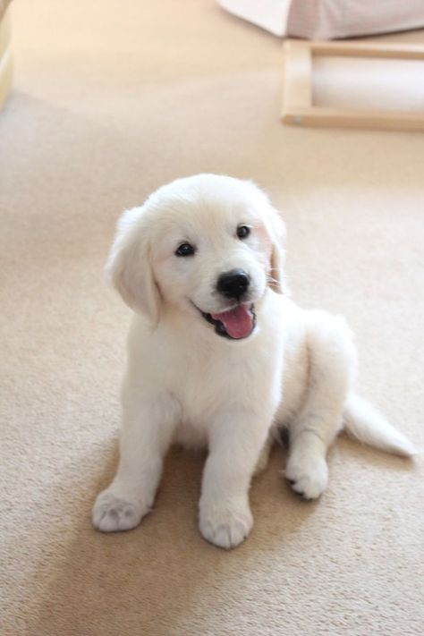 Golden retriever 10 week old puppy                                                                                                                                                                                 More White Dog, Golden Retriever, White