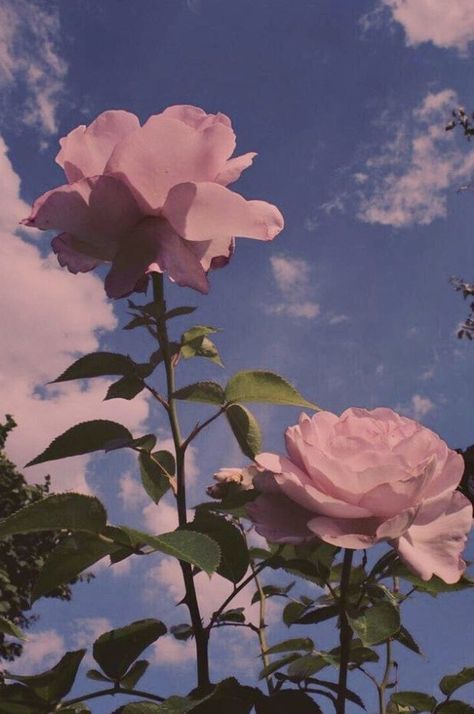 #aesthetic #sky #flowers #nature #background #rose #photography  https://weheartit.com/entry/326608864 Wallpaper Mawar, Foto Muro Collage, Wallpaper Estetika, Wallpaper Cantik, Aesthetic Roses, Flower Iphone Wallpaper, Wallpaper Pastel, Fotografi Alam Semula Jadi, Cute Flower Wallpapers