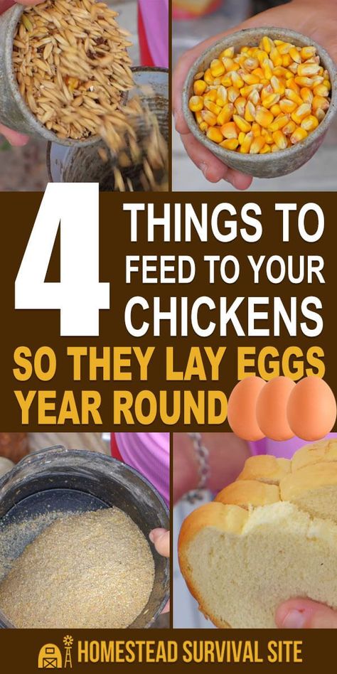 Reban Ayam, Food For Chickens, Laying Chickens, Chicken Coop Garden, Backyard Chicken Coop Plans, Diy Chicken Coop Plans, Chicken Feeders, Backyard Chicken Farming, Chicken Life