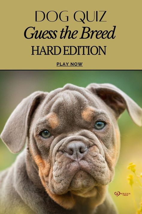 QUIZ: Guess the breed - Hard edition Dog Trivia, Dog Quizzes, Dog Breed Quiz, Dog Quiz, Olde English Bulldogge, Rare Dog Breeds, Rare Dogs, Bulldog Breeds, Dog Mixes