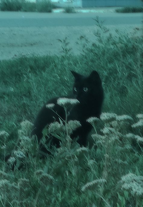 숲 사진, Black Cat Aesthetic, Dark Green Aesthetic, Silly Cats Pictures, A Black Cat, Cat Aesthetic, Silly Cats, Nature Aesthetic, Pretty Cats