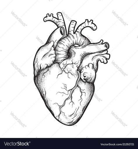 Perfect Heart Drawing, Heart Line Art Tattoo, Heart Fineline Tattoo, Real Heart Outline, Simple Anatomical Heart Tattoo, Fineline Heart Tattoo, Anatomic Heart Tattoo, Heart Flash Tattoo, Heart Design Tattoo