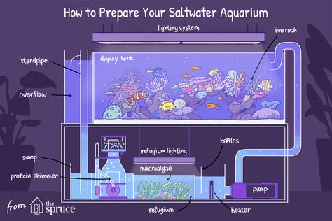 Cool Aquariums, Saltwater Tank Setup, Saltwater Aquarium Beginner, Reef Tank Aquascaping, Saltwater Aquarium Setup, Aquarium Sump, Coral Fish Tank, Aquarium Set, Saltwater Aquarium Fish