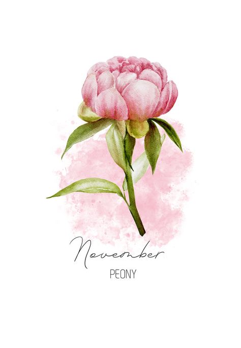 November birth flower, Peony birth flower. Beautiful watercolor illustration of a vibrant Peony that you can find on Greeting Cards, Mugs, T-Shirts, Throw Pillows, nature-inspired wall art, and much more. Charming and timeless gift for plant lovers and flower fanatics born in November. November birthday, Peony birth flower, November birth flower, born in November, Scorpio, Sagittarius, zodiac flowers, autumn flowers, watercolor, birth flowers, November aesthetics, wildflowers, fall aesthetics. Birth Flowers November, November Birth Flowers, Birth Flower November, Watercolor Birth Flowers, November Birth Month Flower, Zodiac Flowers, November Flowers, November Scorpio, November Birth Flower