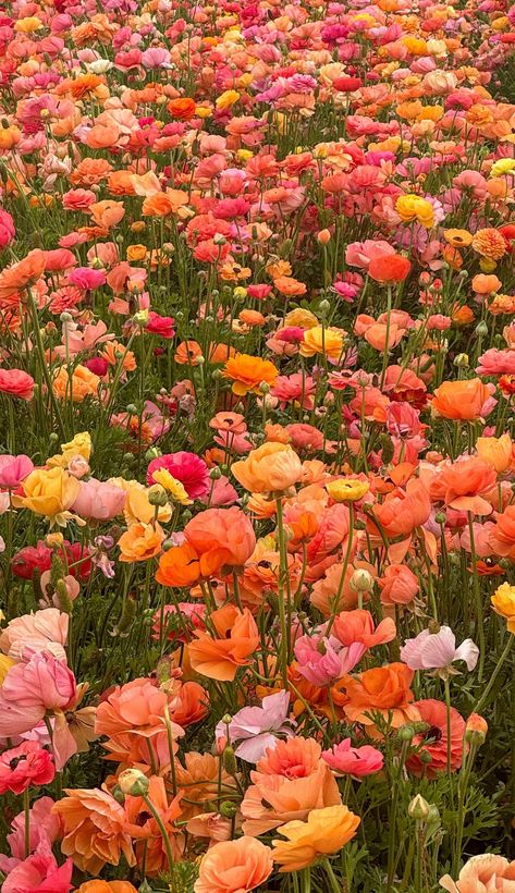 Colourful Flower Aesthetic, Colourful Asthetic Pics, Summer Flower Photography, Pretty Roses Aesthetic, Bright Flower Aesthetic, Realistic Nature Pictures, Floral Summer Aesthetic, Life Is Beautiful Pictures, Floral Asthetic Picture