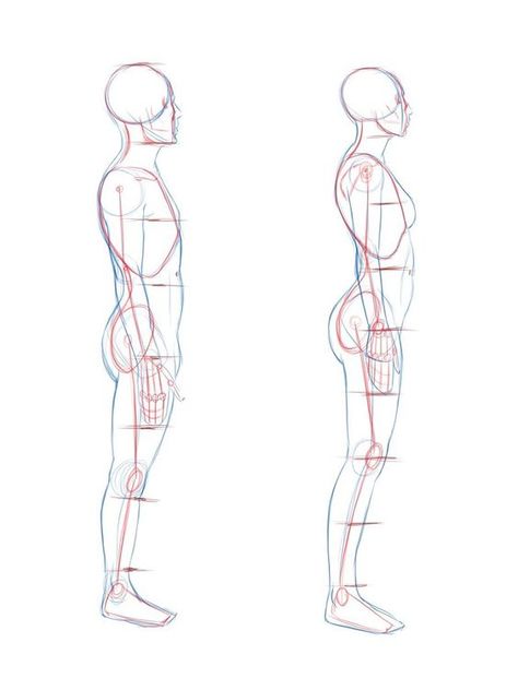 Male Side Anatomy, Human Proportions, Drawing Poses Male, Male Body Drawing, Side View Drawing, Male Figure Drawing, Human Body Drawing, Profile Drawing, Body Drawing Tutorial