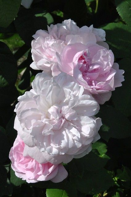 Fantin Latour Rose, Floral Reference, Old English Roses, Fantin Latour, Cottage Garden Roses, Rose Gardening, Centifolia Rose, Rose Queen, Heirloom Roses