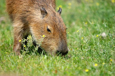 Eating capibara. Eating capira close-up in beautiful day , #AFFILIATE, #capira, #capibara, #Eating, #day, #beautiful #ad Capybara Eating, Capybara Sleeping, Capybara With Other Animals, Fancy Capybara, Capybara Jumping Into Water, Capira, Brown Bear, Flower Images, Beautiful Day