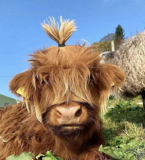 Long Haired Cows, Fluffy Cow, Pet Cows, Mini Cows, Baby Highland Cow, Baby Farm Animals, Fluffy Cows, Cow Pictures