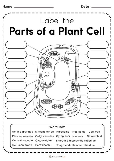 Typical Plant Cell, Plant Cell Parts, Plant Cell Labeled, Plant Cell Diagram, Plant Cell Structure, Biology Aesthetic, Cell Diagram, Science Cells, Cell Parts