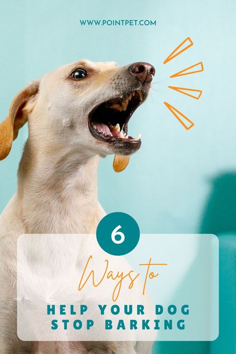 It’s natural for dogs to bark, but sometimes dog barking can become a problem. Click to find out six different techniques that can help reduce excessive barking. Dog Stop Barking, Dog With A Blog, Puppy Barking, Stop Dog Barking, Dog Brain, What Dogs, Calm Dogs, Dog Info, Dog Safety