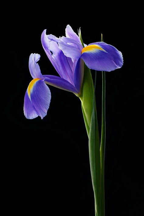 Iris Flower Tattoo, Flowers Iris, Iris Painting, Purple Iris, Language Of Flowers, Floral Photo, Iris Flowers, Irises, Tulips Flowers