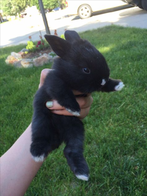 Mini rex holland lop mix black rabbit white nose white toes Black And White Holland Lop, Black Holland Lop Bunny, Mini Rex Bunny, Mini Rex Bunnies, Bunny Black And White, Black Bunnies, Mini Rex Rabbit, Black And White Rabbit, Rabbit Black