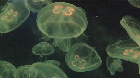 Jellyfish, Laptop, Tumblr, Water, Green, Instagram, Design