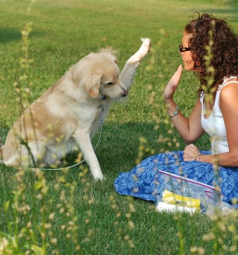 10 Useful and Easy Dog Obedience Training Tips 10 #cutepuppy #dailypuppy #funpetlove #geniebest Dog Tricks Easy, Dog Training Hand Signals, Dog Training Techniques, Dog Hacks, Dog Costumes, Dog Obedience, Dog Training Obedience, Obedience Training, Dog Barking