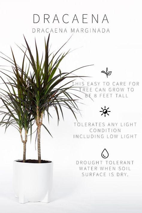 A Complete Guide to Lighting For Your Indoor Plants + Quiz • Vintage Revivals Low Light, Bright Indirect, Full Sun, learn what plant lighting means and the plants that thrive in them! Understand the lighting conditions in YOUR home! #houseplants #plantlighting Plants In Bedroom Decoration, Dracaena Care, Low Maintenance Indoor Plants, Dracaena Marginata, Plants Vintage, Indoor Plants Low Light, Houseplants Low Light, Low Light Indoor Plants, Master List