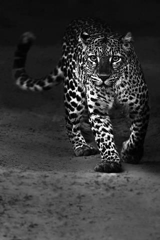 gepard ~ beautiful♥ Regnul Animal, Photography 101, Majestic Animals, Cat Family, Cheetahs, Leopards, White Photo, Animal Planet, Exotic Pets