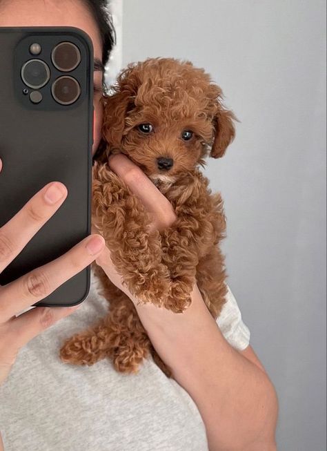 Bichon Frise Puppy Brown, Very Cute Dogs Pets, Puppy Toy Poodle, Multi Poo Puppies, Maltipoo Puppy Brown, Australian Doodle Puppy, Teacup Maltipoo Puppy, Maltipoo Aesthetic, Small Cute Dogs