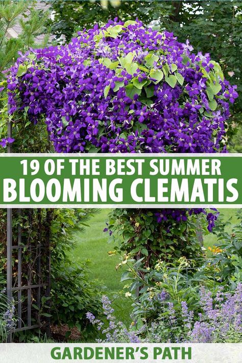 In need of a reliable perennial for long lasting color through the hot months? Try summer flowering clematis. A great choice for vertical interest, vines also make superb groundcovers and are easy to care for. Discover 19 of the best summer blooming clematis varieties on Gardener's Path. #clematis #vines #gardenerspath Clematis Care, Clematis Trellis, Clematis Varieties, Climbing Clematis, Tattoo Plant, Clematis Plants, Clematis Flower, Clematis Vine, Garden Vines