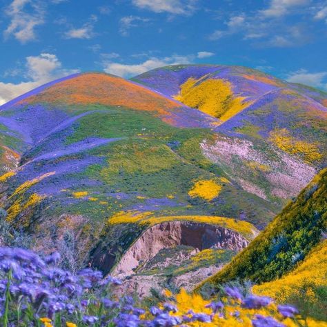 Super Bloom - California, Temblor Range, Carrizo Plain National Monument (2019.) 📷 Tim Fitzharris. A superbloom is a rare desert botanical phenomenon in which an unusually high proportion of wildflowers whose seeds have lain dormant in desert soil germinate and blossom at roughly the same time. The phenomenon is associated with an unusually wet rainy season. The term may have developed as a label in the 1990s. (wiki) Colorful Landscape Photography, Super Bloom, Colorful Nature, Nothing But Flowers, Jolie Photo, Nature Landscape, Nature Aesthetic, Pretty Places, Flower Field