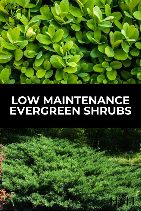 Pacific Northwest Evergreen Shrubs, Low Growing Evergreens, Mounding Evergreen Shrubs, Evergreen Foundation Shrubs, Best Low Maintenance Shrubs, Fast Growing Evergreen Shrubs, Evergreen Shrubs Landscaping, Evergreen Foundation Plants, Front Landscape Ideas Low Maintenance