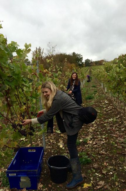 Grape picking Grapes Picking, Grape Picking, Nature Outfits, Grape Harvesting, Agriculture, Grapes, Wine