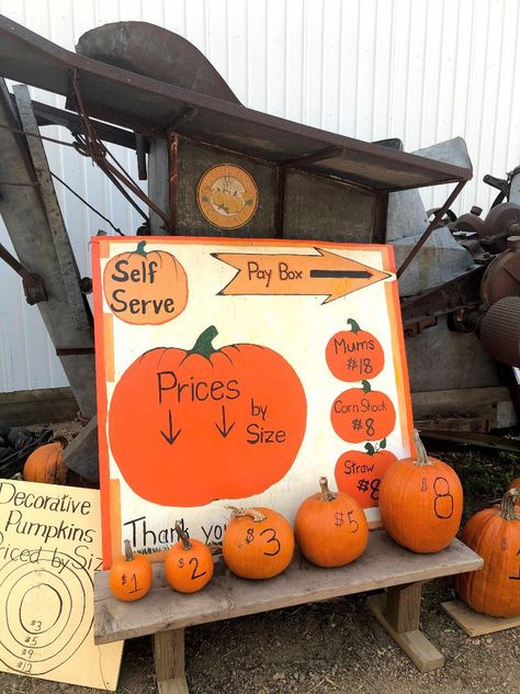 An afternoon at Barten Pumpkins in New Prague, Minnesota! U Pick Pumpkin Patch, Pumpkin Stand Roadside, Small Pumpkin Patch Ideas, Pumpkin Sale Stand, Roadside Pumpkin Stand, Pumpkin Patch Food, Small Pumpkin Patch, Pumpkin Patch Ideas, Pumpkin Patch Business