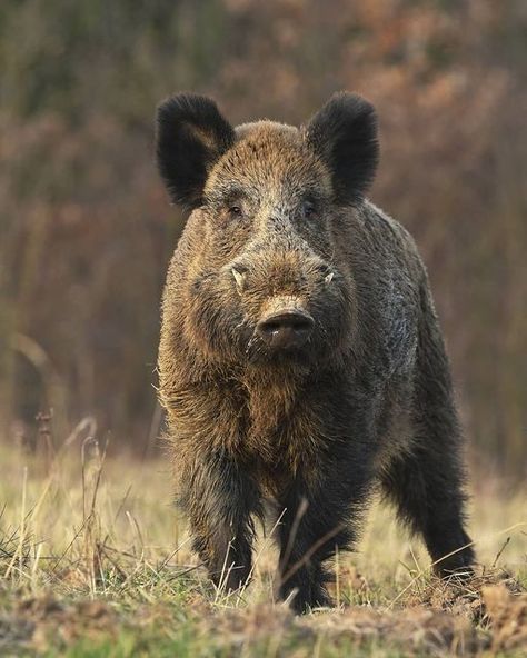 Boar Aesthetic, Wild Boar Drawing, Wild Boar Anatomy, Wild Boar Art, Wild Boar Photography, Wild Boar Recipes, Feral Pig, Wild Boar Hunting, Cute Baby Pigs