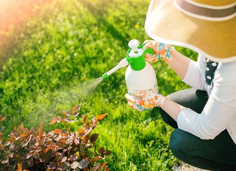 8 Reasons Not to Use Pesticides in Your Yard and Garden  ||  The advent of modern pesticides has meant that even home gardeners can achieve pristine landscaping and gorgeous, green lawns with chemical management. But using pesticides also has its drawbacks. Before you decide to use pesticides in your yard, be aware of the downsides. https://www.bobvila.com/slideshow/8-reasons-not-to-use-pesticides-in-your-yard-and-garden-52794?slide_name=general-pesticides-for-residential-use-downsides& Organic Lawn Care, Organic Insecticide, Organic Pesticide, Organic Pest Control, Plant Pests, Insecticidal Soap, Garden Pest Control, Pest Management, Insect Control