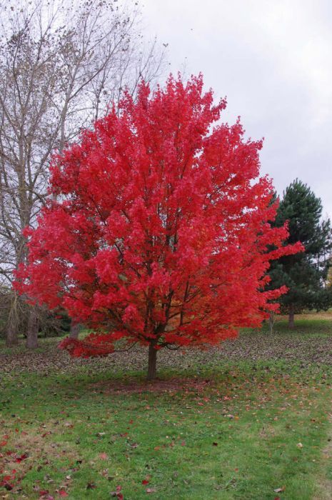 Acer Rubrum October Glory, October Glory Maple Tree, October Glory Maple, Wetland Plants, Xeriscape Garden, Acer Rubrum, Garden 2023, Red Maple Tree, Patio Trees