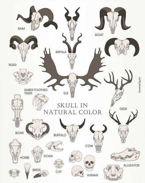 Animal Skulls Drawing, Animal Skull Reference, Animal Skull Drawing, Tattoo Skulls, Skull Silhouette, Skull Reference, Skull Collection, Arte Doodle, Animal Skeletons