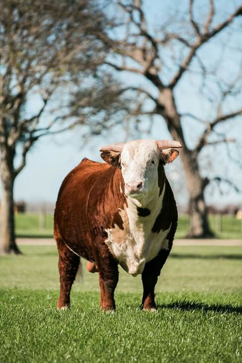 Hereford bull, V8. Painting Cow Print, Hereford Bull, Cow Photography, Hereford Cattle, Animal Wallpapers, Bull Art, Dairy Industry, Show Cattle, Cattle Breeds