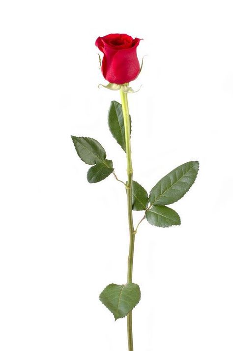 Single Long Stem Rose | Rose Single stem 150x150 Flowers Language ... Long Stem Rose, Floribunda Roses, Single Red Rose, Rose Rise, Red Rose Tattoo, Rose Bushes, Types Of Roses, Rose Stem, Growing Roses